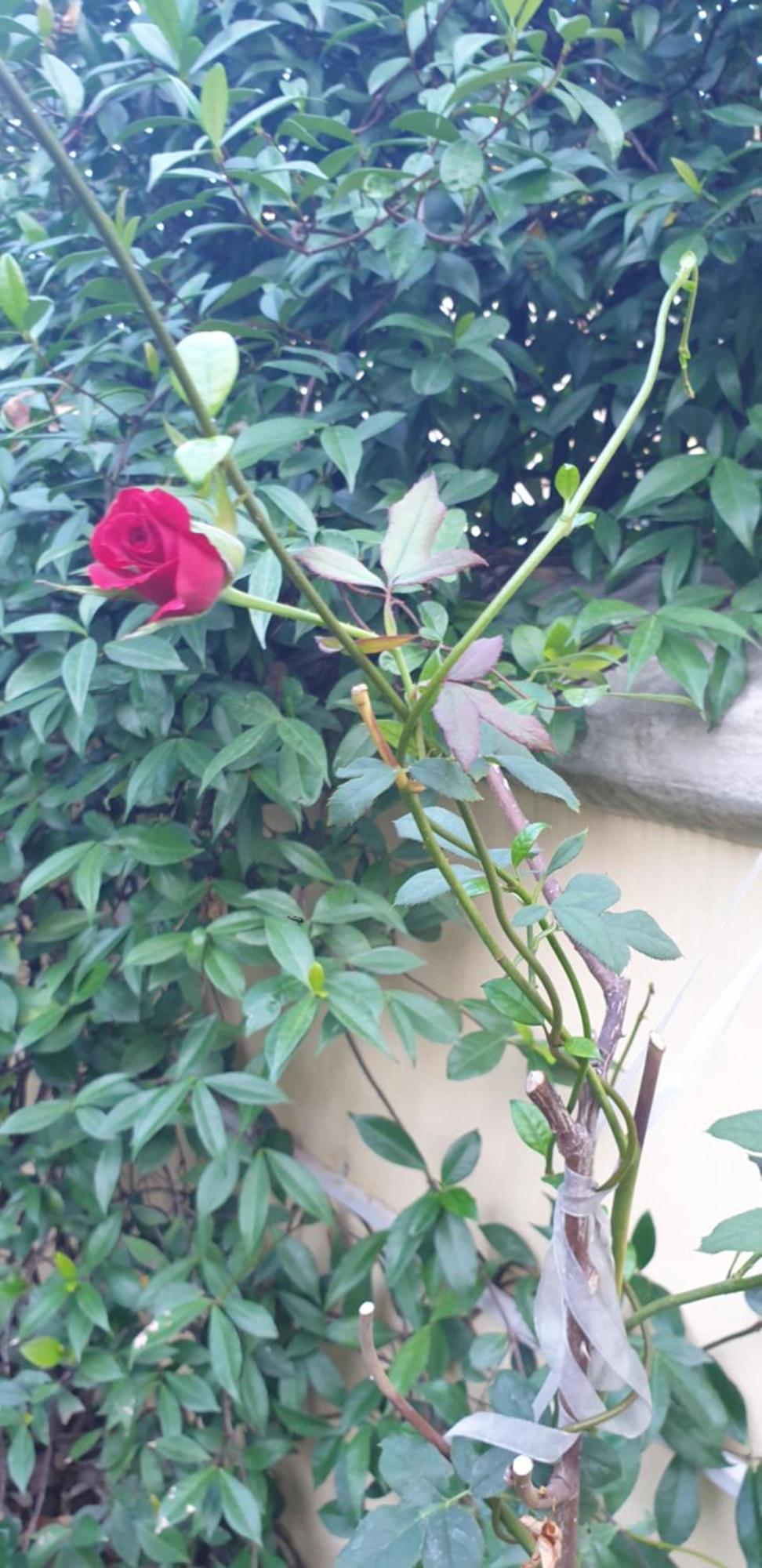 נאפולי Relais Villa Montedonzelli מראה חיצוני תמונה